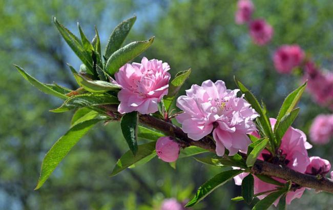 线上菠菜导航网：最新菠菜导航(bc菠菜导航)